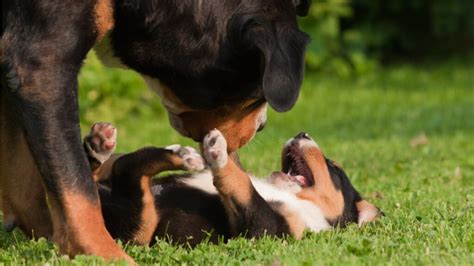 hund ficken|Paarung beim Hund